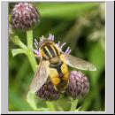 Helophilus hybridus - Helle Sumpfschwebfliege 06.jpg